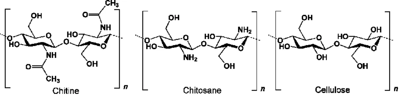 Figure 7 : Schéma moléculaire de la chitine, du chitosan, et de la cellulose 