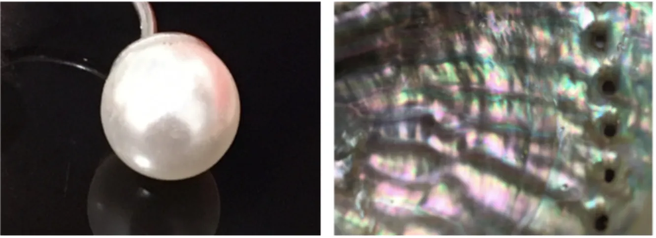 Fig. : 1.6. Observation de l’effet nacré sur une perle artificielle et de l’effet nacré associé à un effet irisé sur  une coquille d’ormeau 