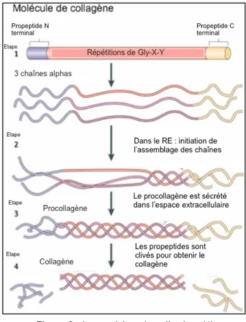 Figure 2 : La synthèse du collagène (1) 