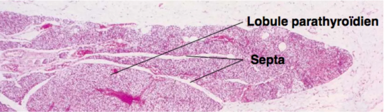 Figure 8. Histologie des glandes parathyroïdiennes. Organisation lobulaire (33). 