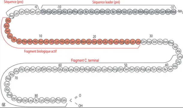 Figure 9. Structure moléculaire de la prépro-PTH (19). 