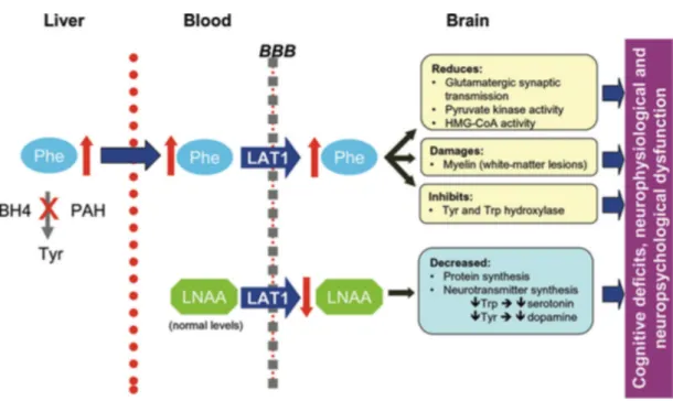 Figure B : Conséquences physiologiques de l’hyperphénylalaninémie (Feillet et al. 2010)