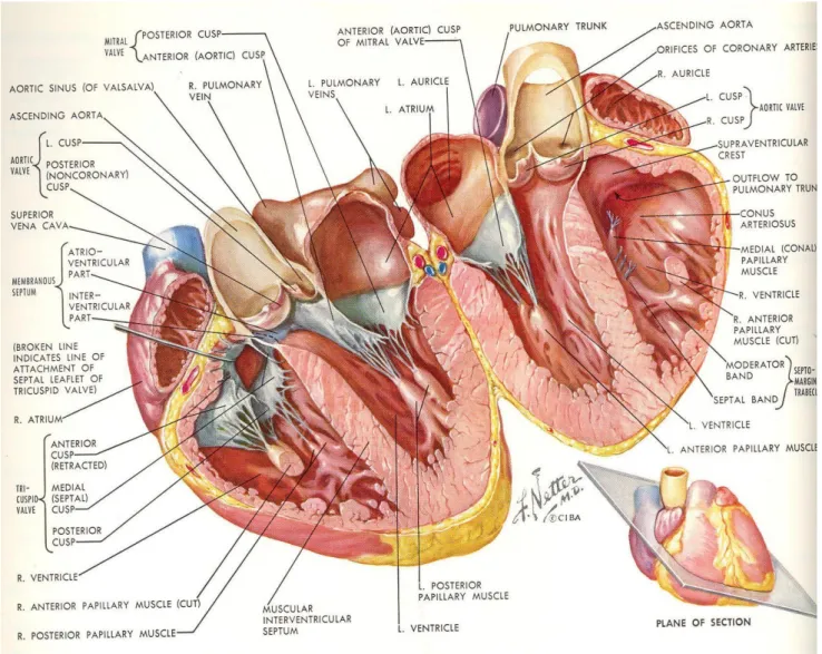 Figure 1 : Anatomie du cœur  