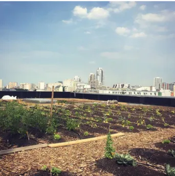 Figure 4 La ferme urbaine sur toiture de Facteur Graine,  2017, Cultures en Ville 
