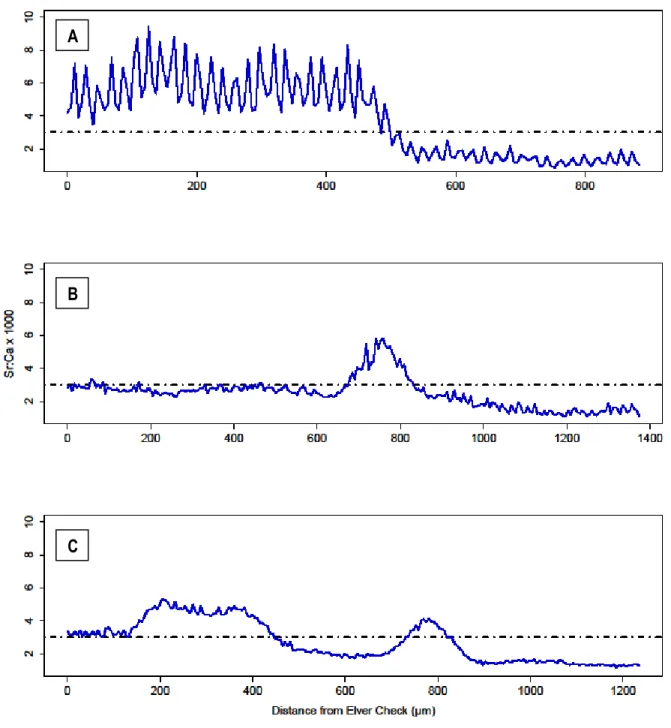 Figure 8 : Three Alternative migration tactics:  A) prolonged residence in estuary before  entering freshwater; B) recruitment to freshwater followed by a brief incursion  into the estuary; C) migrant fish moving more than once between the estuary  and  fr