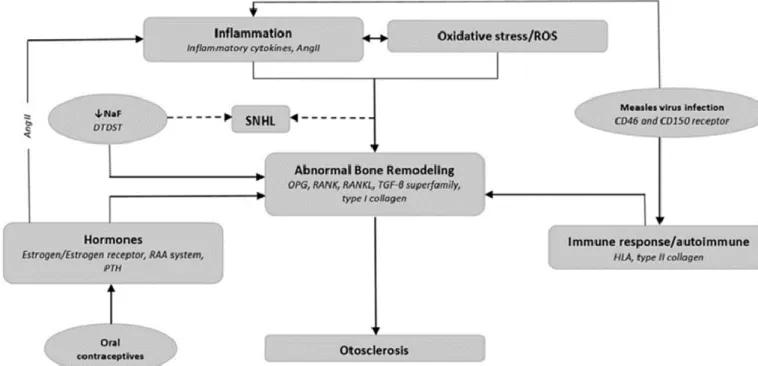 Figure  5 :  diagramme  expliquant  les  différentes  interactions  physiopathologiques  supposées  dans la genèse de l’otospongiose (Ang II = angiotensine II / Naf = sodium fluoride / RAA =  rénine  angiotensine  aldostérone  /  ROS  =  dérivés  actifs  d