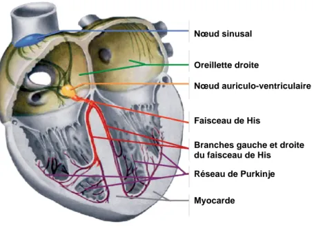 Figure 1 : Le tissu de conduction cardiaque (d’après Kreuzberg et al. 2006). 