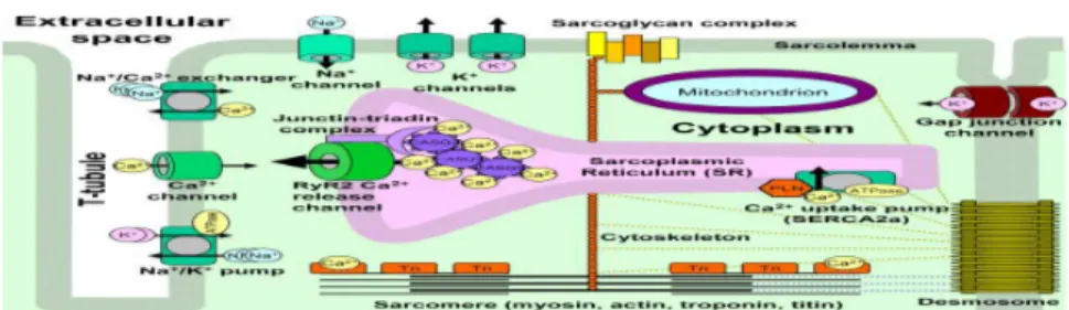 Figure 6 : La dyade, lieu du CEC (Faggioni et al. 2012). 