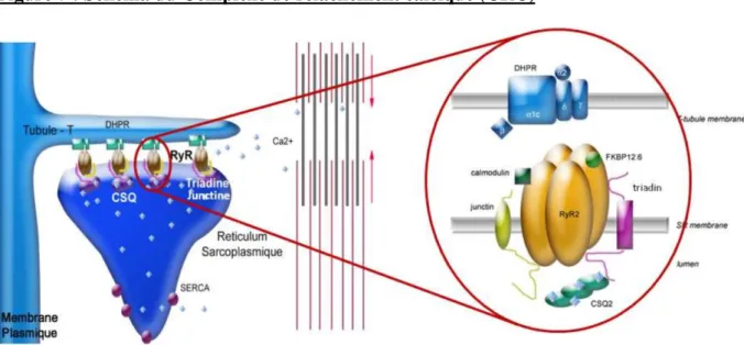 Figure 7 : Schéma du Complexe de relâchement calcique (CRC) 