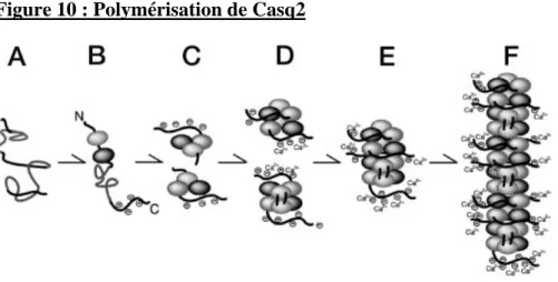 Figure 10 : Polymérisation de Casq2 