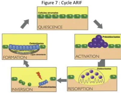 Figure 7 : Cycle ARIF 