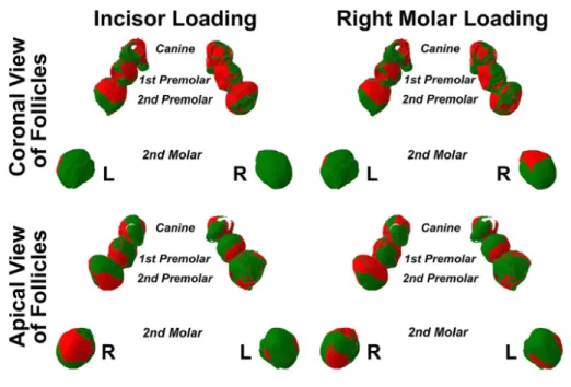 Figure 13. Contraintes de compression et de tension au niveau des parties coronaires et  apicales des sacs folliculaires lors des contraintes de mastication incisives et molaires 