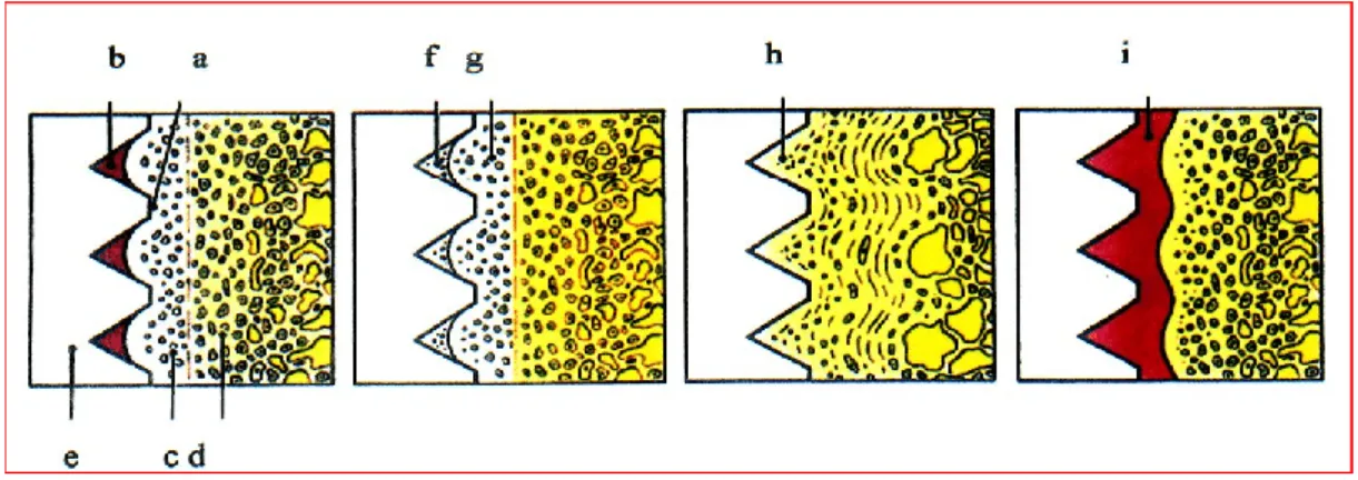Figure 1 : Schéma histologique du processus d’ostéointégration 