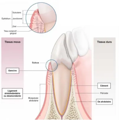 Figure 1 – Tissus constituant le parodonte (P. Bouchard et al., 2014) 