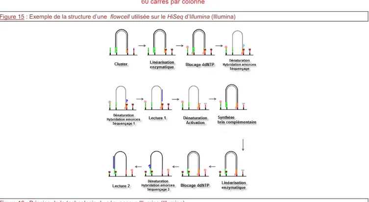 Figure 17 : Principe de l’émission de fluorescence lors du  séquençage Illumina (Illumina)  