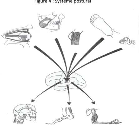 Figure 4 : Système postural 