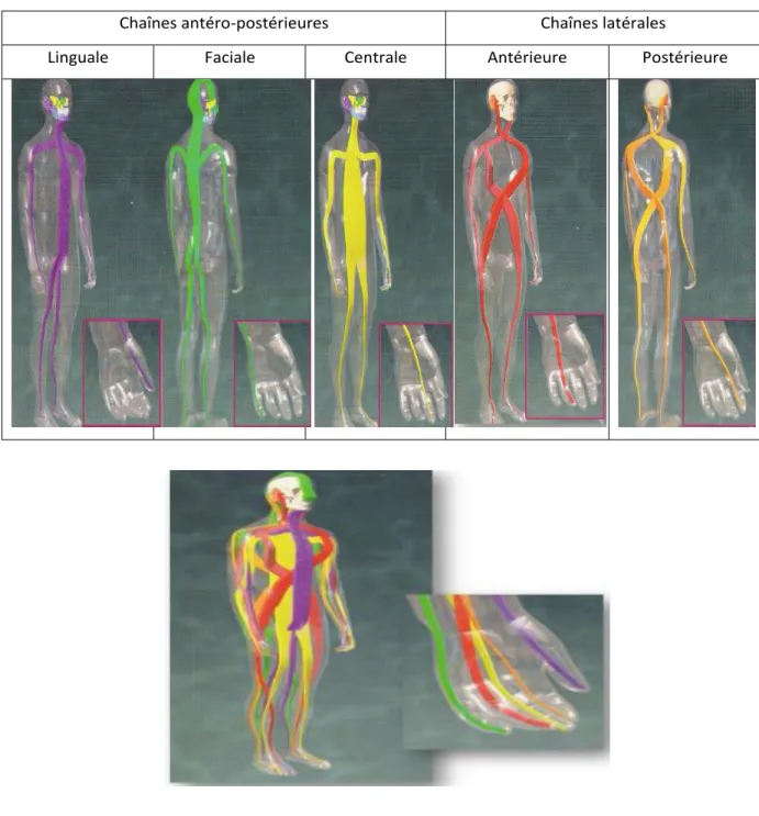 Figure 11 : Les 5 chaînes posturales 