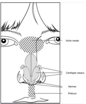 Figure 24 : Schémas descriptifs du nez  