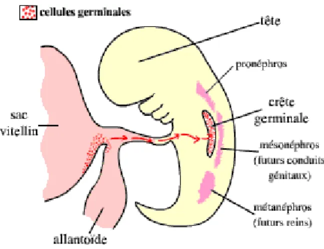 Figure 3 - Migration des cellules germinales chez les Mammifères.au début de l'organogenèse,  en coupe transversale