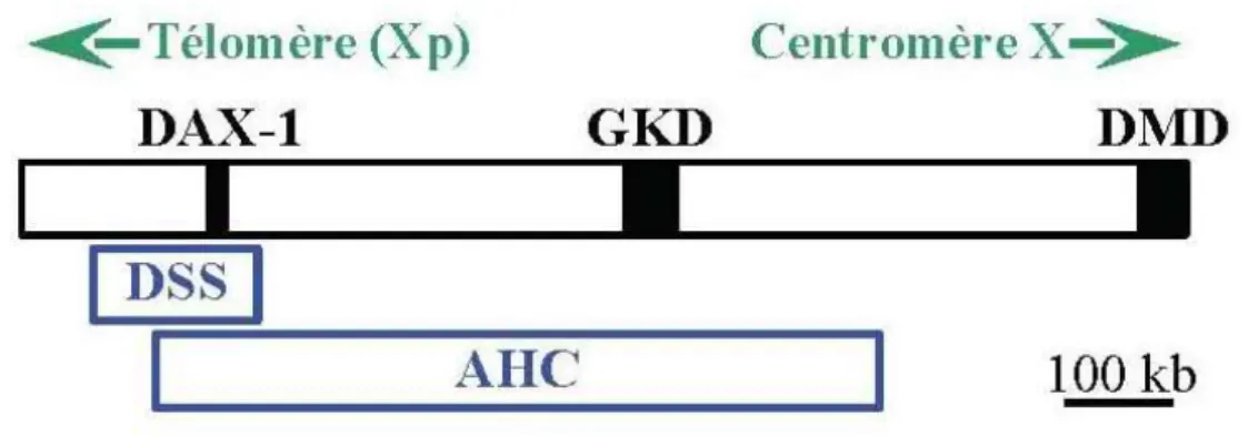 Figure 6 - Localisation des gènes DAX1, GKD et DMD et des régions critiques  DSS et AHC en Xp (Zanaria et al.1994)  