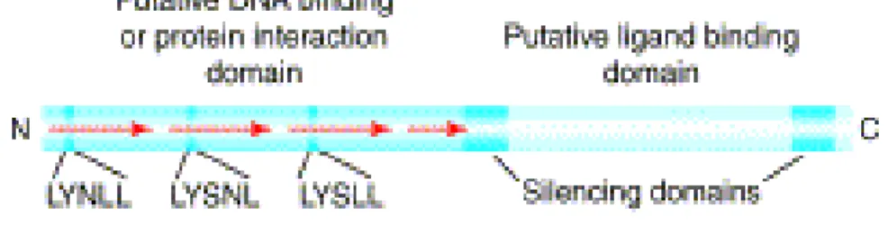 Figure 7 - Description de la protéine DAX1 (Ludbrock.2004) 