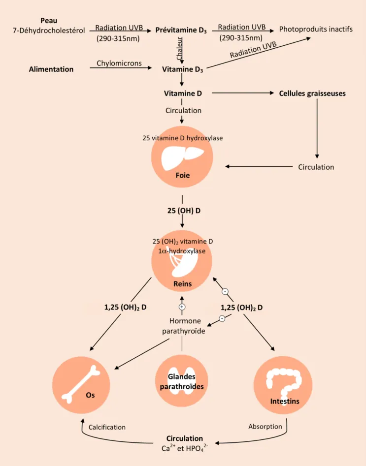 Figure   2   :   Métabolisme   de   la   vitamine   D       