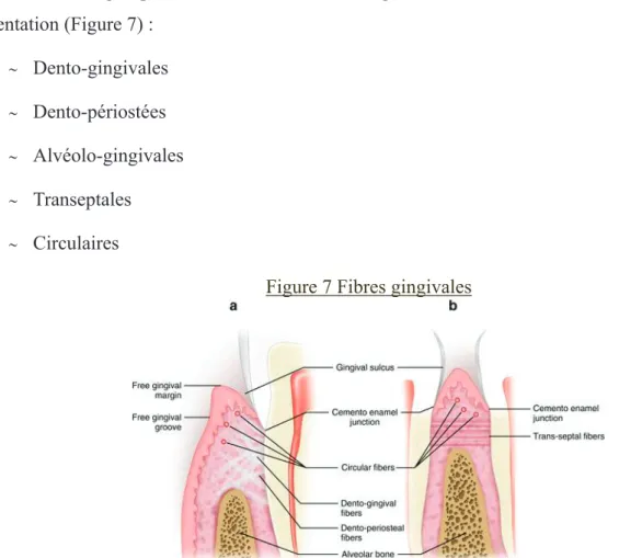 Figure 7 Fibres gingivales 