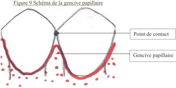 Figure 9 Schéma de la gencive papillaire 