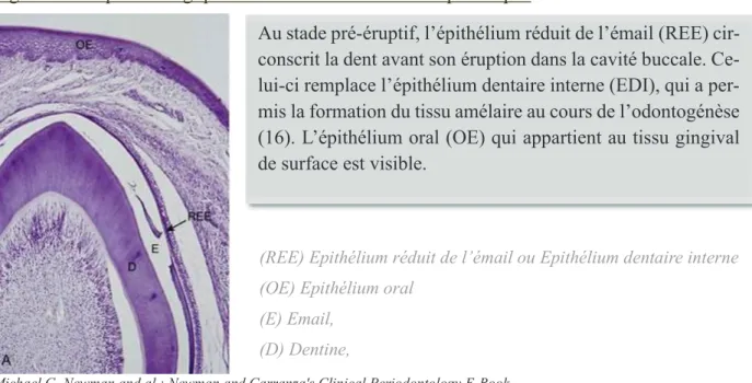 Figure 12 Coupe histologique d’une dent de chat au cours de l’éruption primaire 