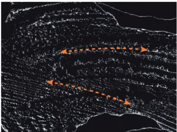 Fig. 14.  Meule 2013-049. Deux sens de rotation   visibles par les stries.