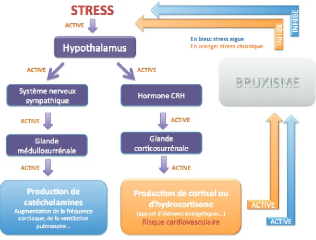 Figure 5 : Relation entre le bruxisme, le stress, le système limbique et les « hormones du stress »