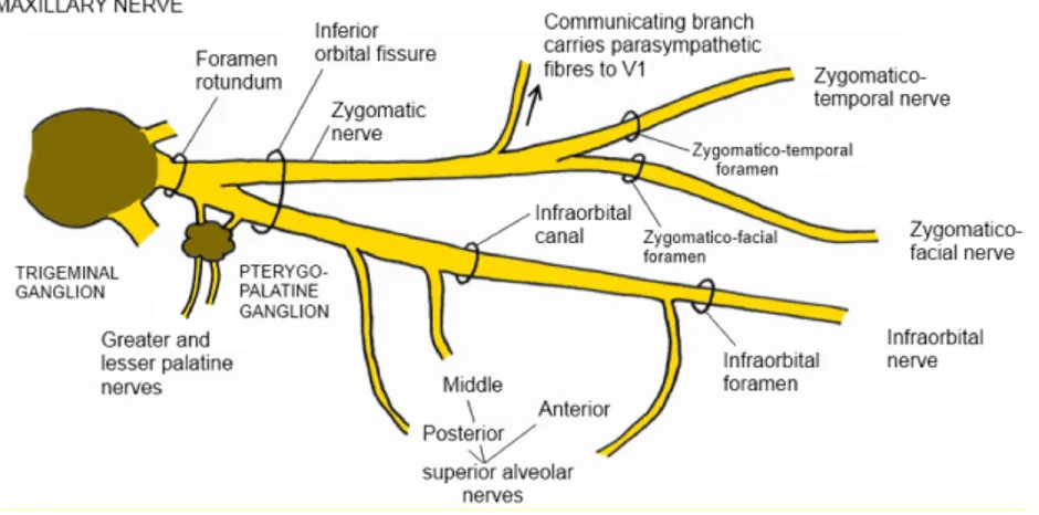 Figure 15: Description schématique du nerf maxillaire (Source : anatomymcqs.com) 