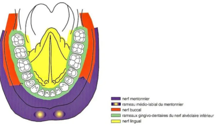 Figure 17: Territoires d'innervation à la mandibule (Source: Gaudy 2011). 