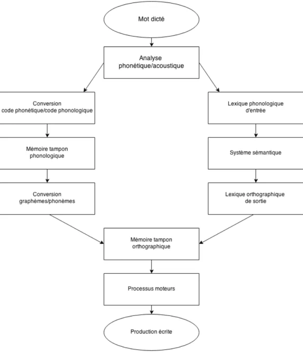 Figure 2 : Modèle d'écriture à double voie 