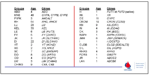 Tableau  1.1. :  Classement  des  différents  groupes  sanguins,  du  nombre  d’antigènes  et  du  (des)  gène(s)  associé(s)