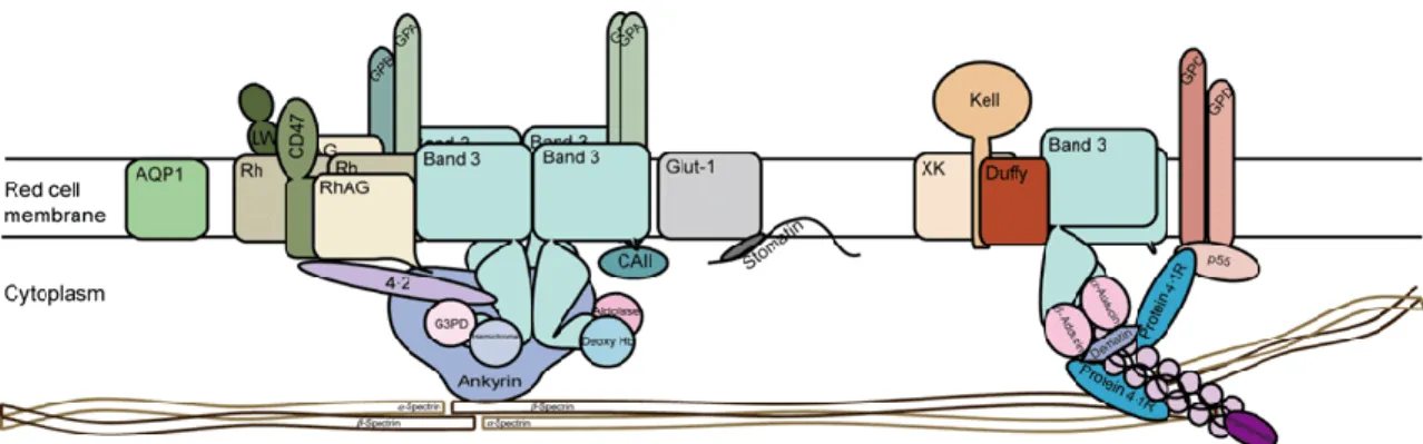 Figure 1.3. : Illustration de la disposition de certaines molécules porteuses d'antigènes érythrocytaires [17] 