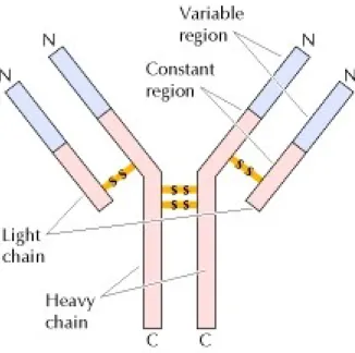 Figure 1.4. : Structure d’une immunoglobuline [20] . Structure type en «Y», où les deux chaînes lourdes sont liées  par deux ponts disulfures et où chaque chaîne lourde lie une chaîne légère avec un seul pont disulfure