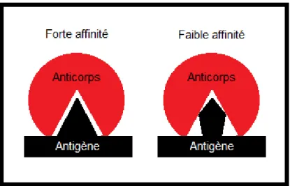 Figure 1.6. : Concept d’affinité dans la liaison antigène-anticorps. 