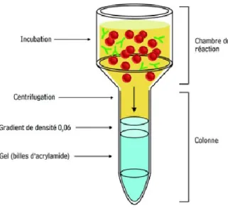Figure  2.1.  :  Principe  d'agglutination  en  carte-gel.  Adaptée  de  [8].  D’abord,  les  globules  rouges  sont  placés  dans la chambre de réaction en présence du liquide qui doit être testé (plasma ou autre)