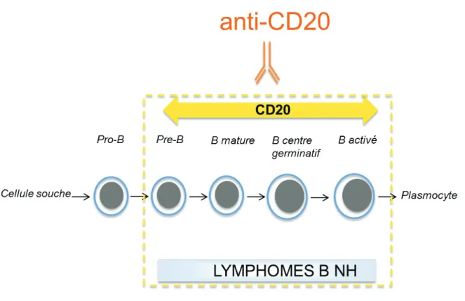 Figure 2. Représentation schématique du champ d’action de l’anticorps monoclonal anti-CD20