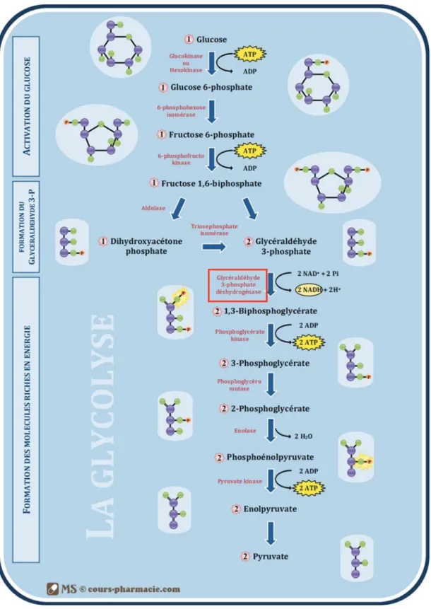 Figure 3. La glycolyse. 
