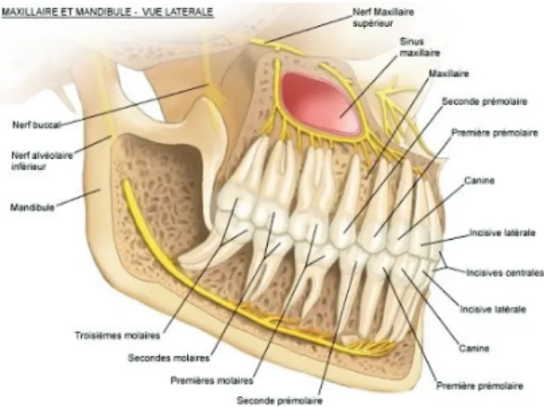 Figure n° 4 : Schéma d’une vue  latérale de l’appareil manducateur  illustrant le sinus maxillaire et le nerf 