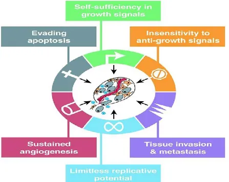 Figure 2 : Caractéristiques essentielles au développement d’un cancer.   