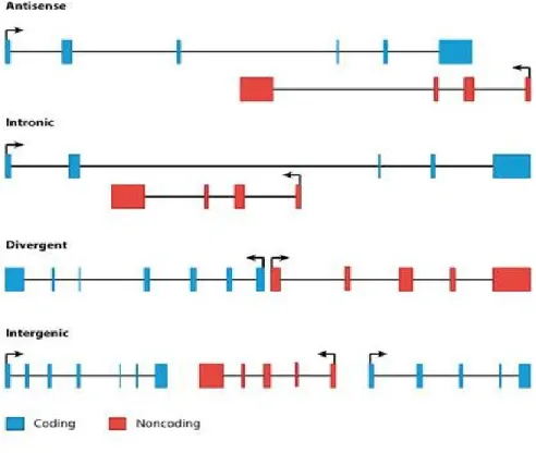 Figure 4 : Classification des longs ARNnc. 