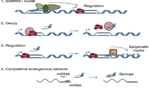 Figure 5 : Les mécanismes d’actions des longs ARNnc. 