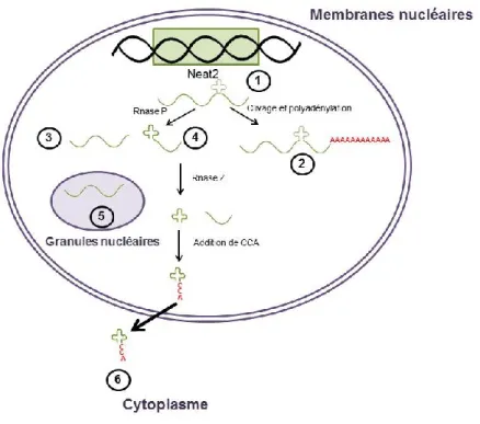 Figure 6 : Modifications post-transcriptionnelles de NEAT2. 