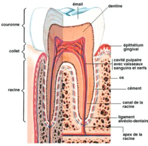 Figure 1 : Anatomie dentaire (20) 
