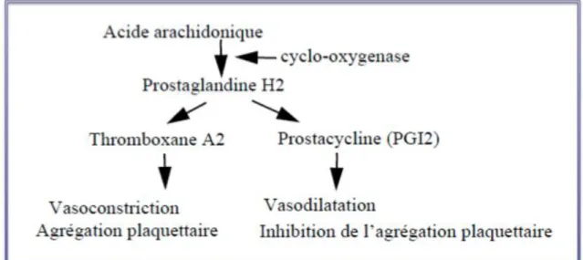 Figure 4 : Voie d’action de la Cyclo-oxygénase 1 (COX 1) 