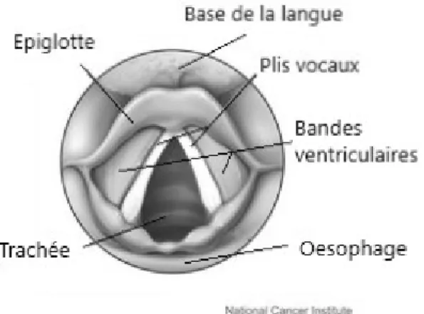 Illustration  4:   Larynx,   vue   supérieure.   Reproduit   à  partir   de