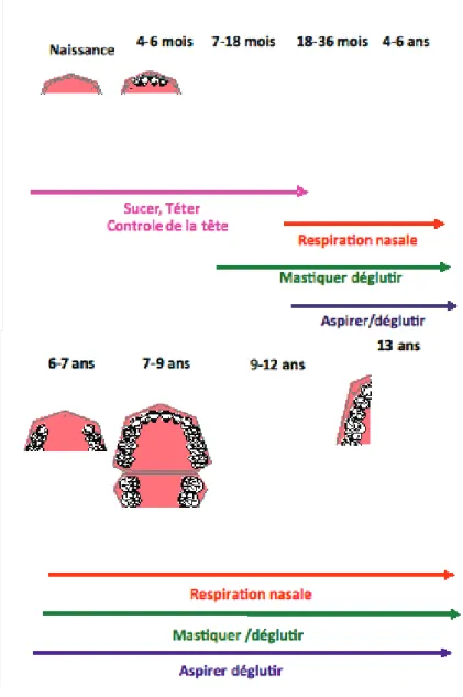 Figure 2 : &#34;Evolution concomitante du schéma dentaire et de la maturation des fonctions orales&#34;,  Réseau Lucioles, http://www.reseau-lucioles.org/La-mastication-et-ses-troubles.html